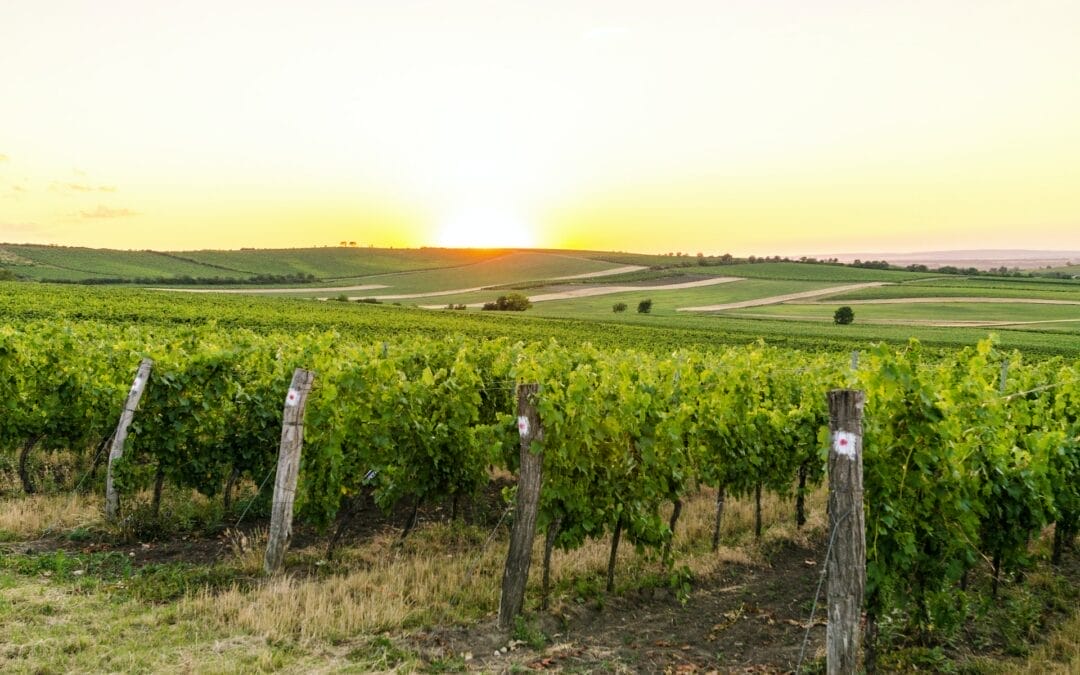 Client Spotlight: Paso Robles’ Premier Property Management Company